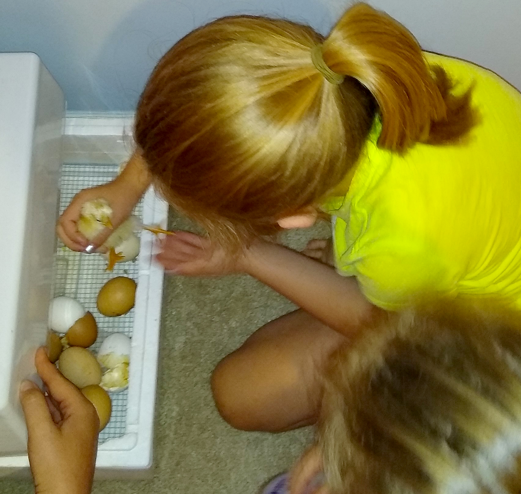 Children checking the eggs in the incubator